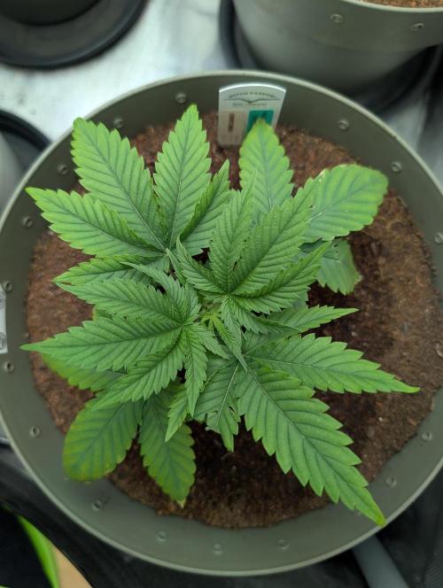 Devil Cookies One,Tropical ICE Cream One. Week 4