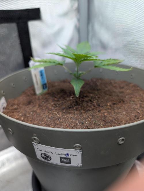 Devil Cookies One,Tropical ICE Cream One. Week 4