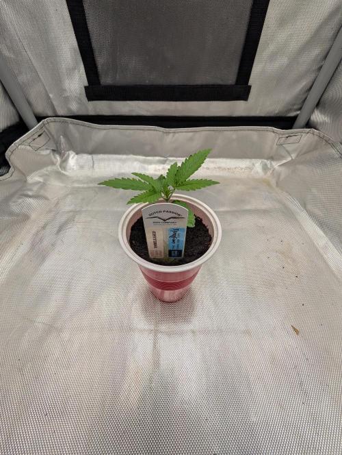 Devil Cookies One,Tropical ICE Cream One. Week 3