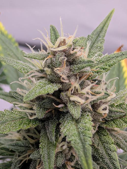 RED GORILLA 🦍 Girl XL Auto. Week 9