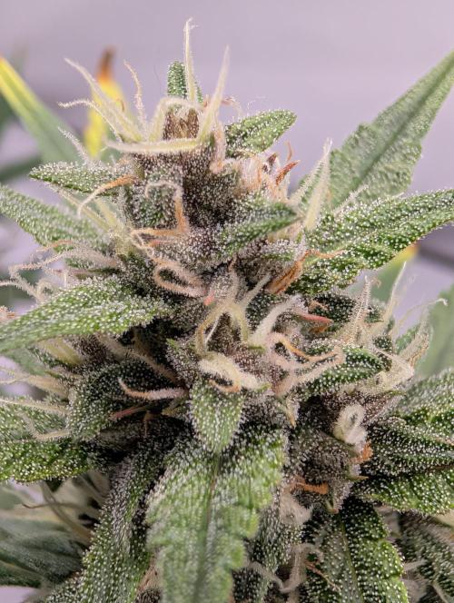RED GORILLA 🦍 Girl XL Auto. Week 9