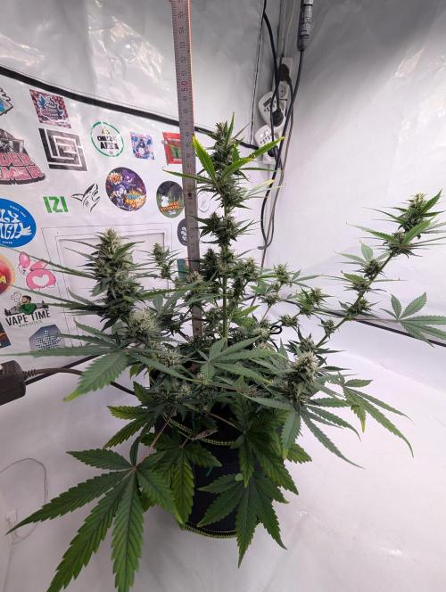 RED GORILLA 🦍 Girl XL Auto. Week 9