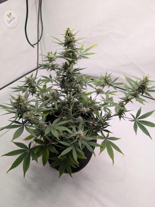 RED GORILLA 🦍 Girl XL Auto. Week 9