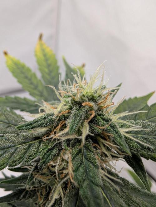 Gigabrain Auto / Anesia Seeds. Week 9