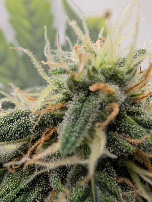 Gigabrain Auto / Anesia Seeds. Week 9