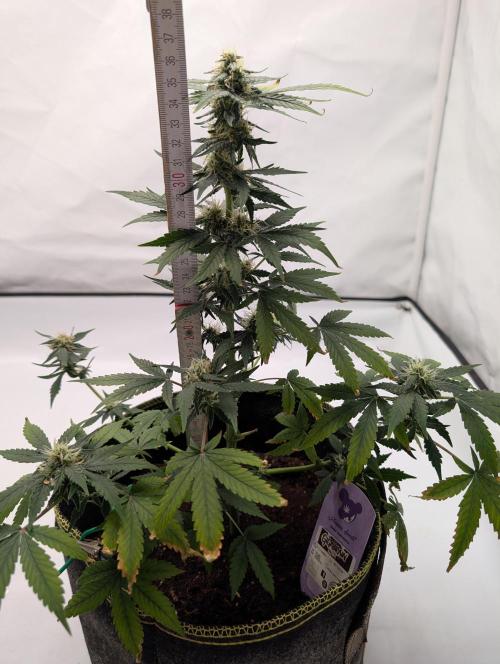 Gigabrain Auto / Anesia Seeds. Week 9
