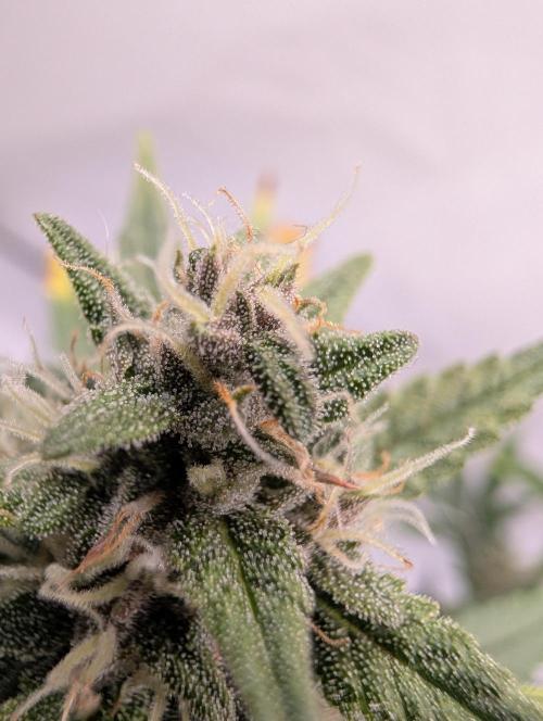 RED GORILLA 🦍 Girl XL Auto. Week 9 - Hier sieht man die Spitze wird rot Ilia sie werden 80% rot 