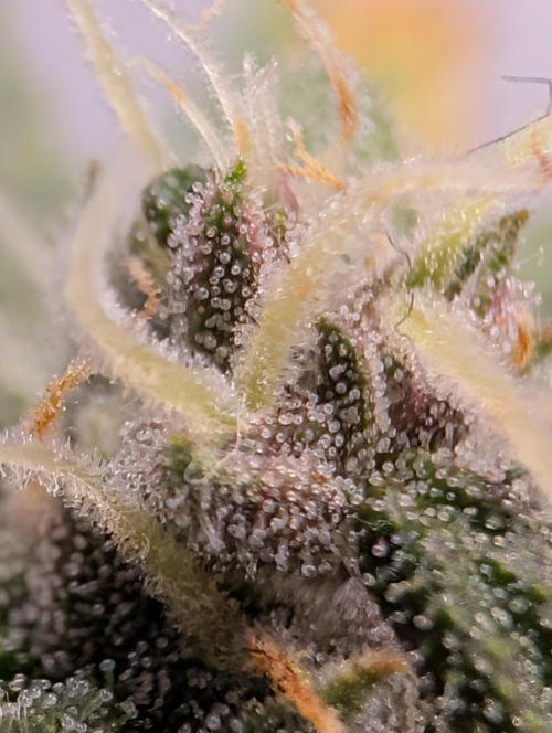 RED GORILLA 🦍 Girl XL Auto. Week 9 - Hier sieht es genauer Red Familie 