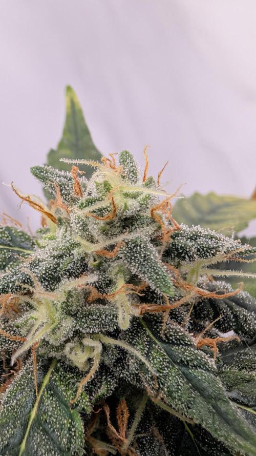 Gigabrain Auto / Anesia Seeds. Week 9
