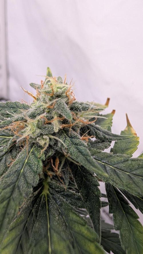 Gigabrain Auto / Anesia Seeds. Week 9