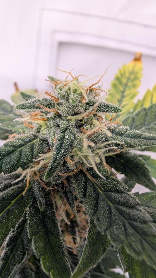 Gigabrain Auto / Anesia Seeds. Week 9