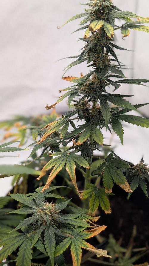 Gigabrain Auto / Anesia Seeds. Week 10
