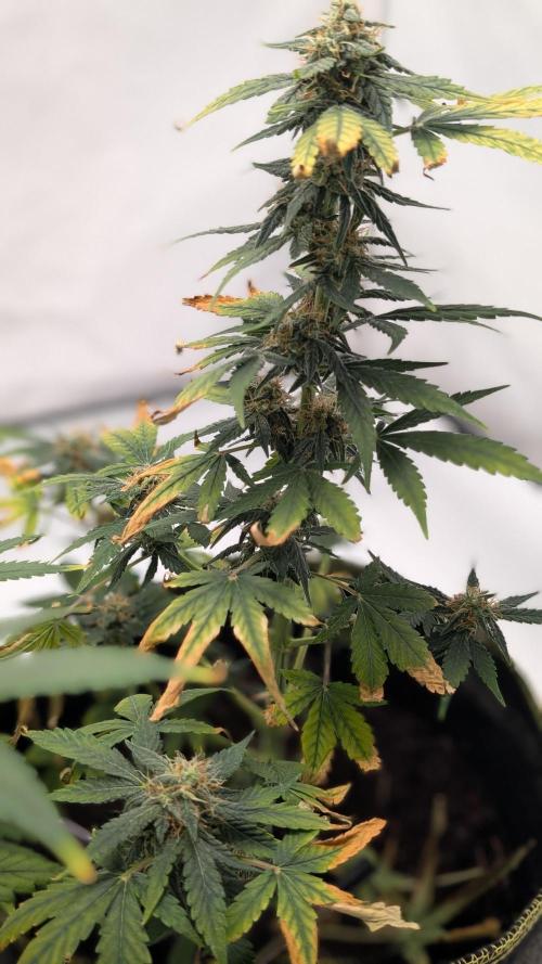 Gigabrain Auto / Anesia Seeds. Week 10