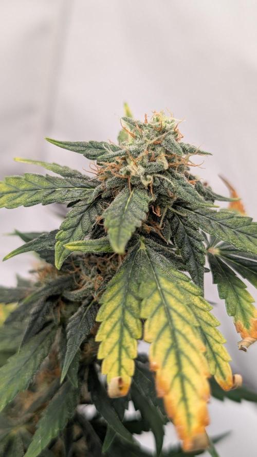 Gigabrain Auto / Anesia Seeds. Week 10