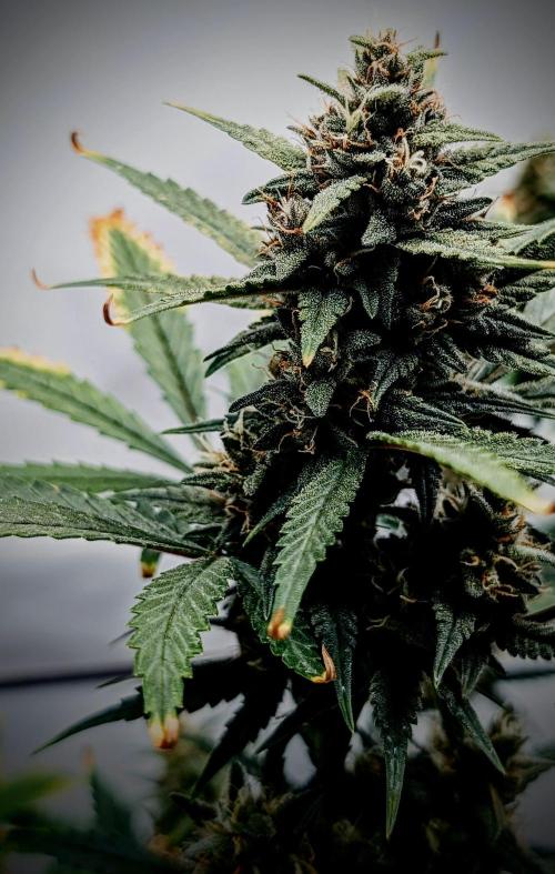 RED GORILLA 🦍 Girl XL Auto. Week 10