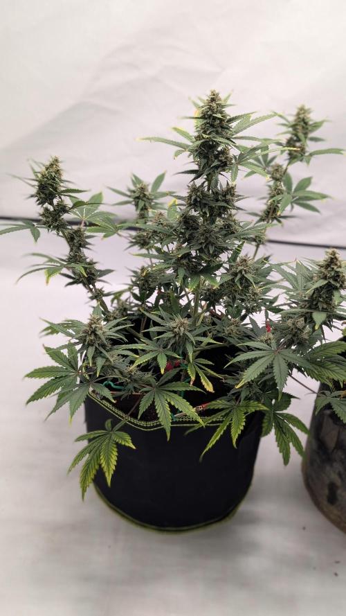 RED GORILLA 🦍 Girl XL Auto. Week 10