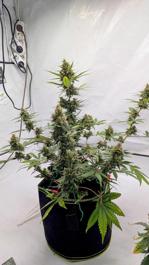 RED GORILLA 🦍 Girl XL Auto. Week 10