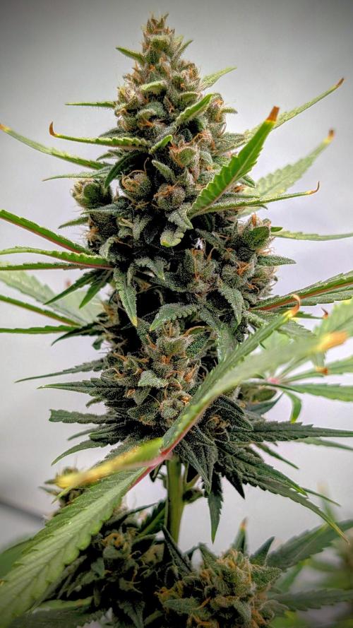 RED GORILLA 🦍 Girl XL Auto. Week 10