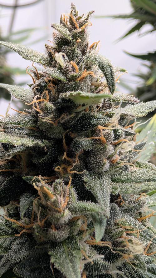 RED GORILLA 🦍 Girl XL Auto. Week 10