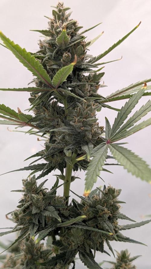 RED GORILLA 🦍 Girl XL Auto. Week 10