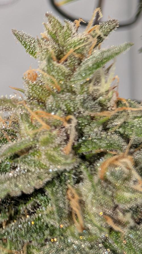 RED GORILLA 🦍 Girl XL Auto. Week 10