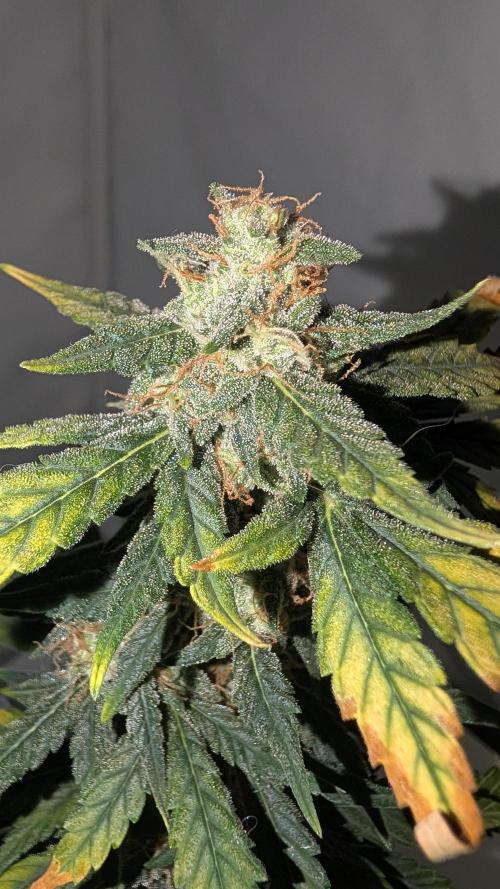 Gigabrain Auto / Anesia Seeds. Week 11