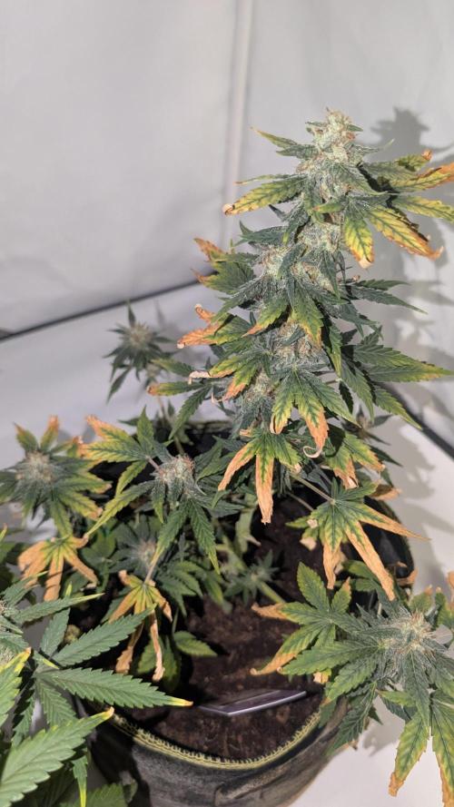 Gigabrain Auto / Anesia Seeds. Week 11