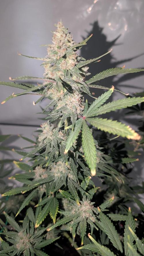 RED GORILLA 🦍 Girl XL Auto. Week 10 - die Aktuellen Bilder 