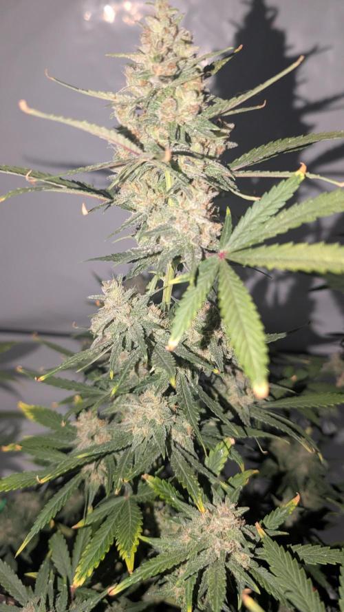 RED GORILLA 🦍 Girl XL Auto. Week 10 - aktuelle Position 