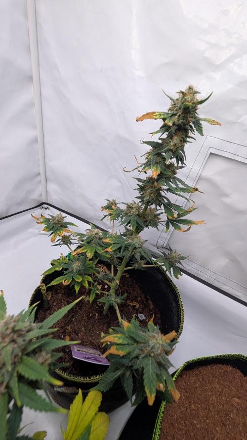 Gigabrain Auto / Anesia Seeds. Week 12