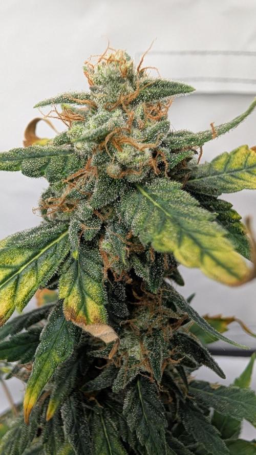 Gigabrain Auto / Anesia Seeds. Week 12