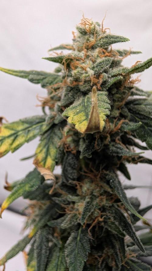 Gigabrain Auto / Anesia Seeds. Week 12