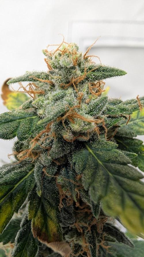 Gigabrain Auto / Anesia Seeds. Week 12