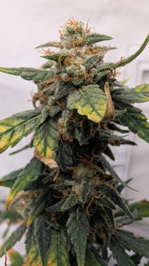 Gigabrain Auto / Anesia Seeds. Week 12