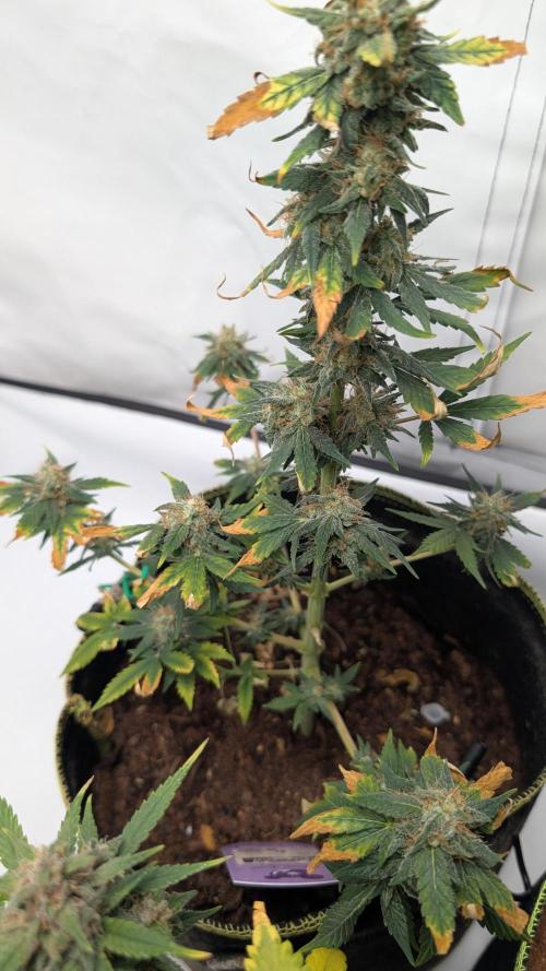 Gigabrain Auto / Anesia Seeds. Week 12