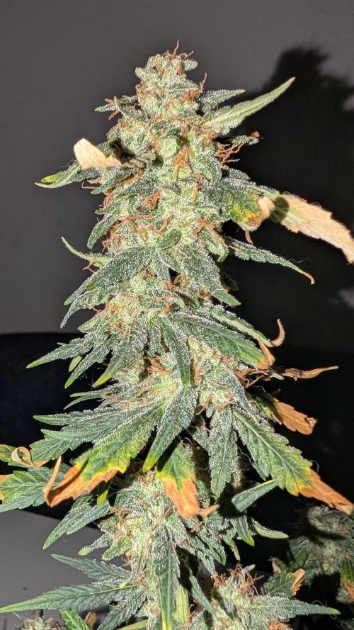 Gigabrain Auto / Anesia Seeds. Week 13