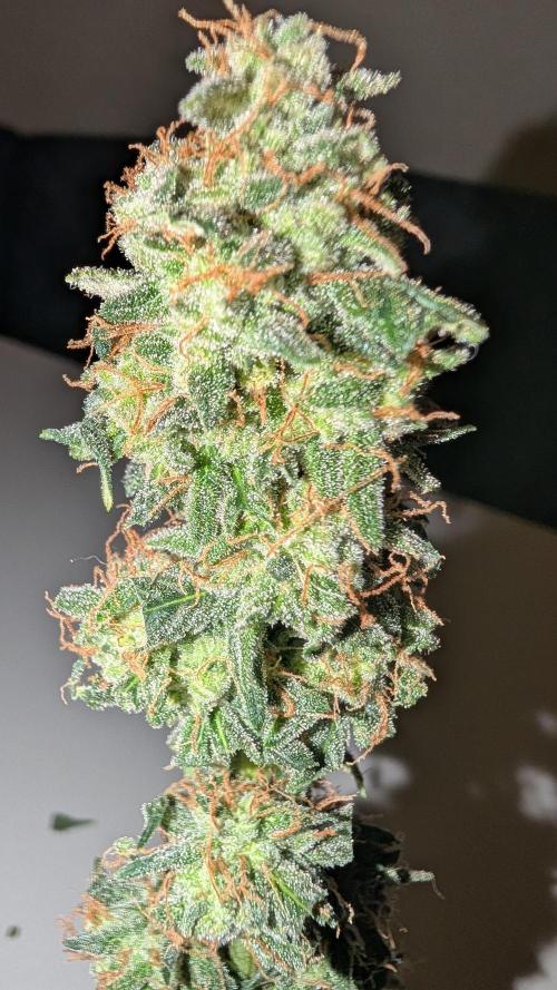 Gigabrain Auto / Anesia Seeds. Week 13