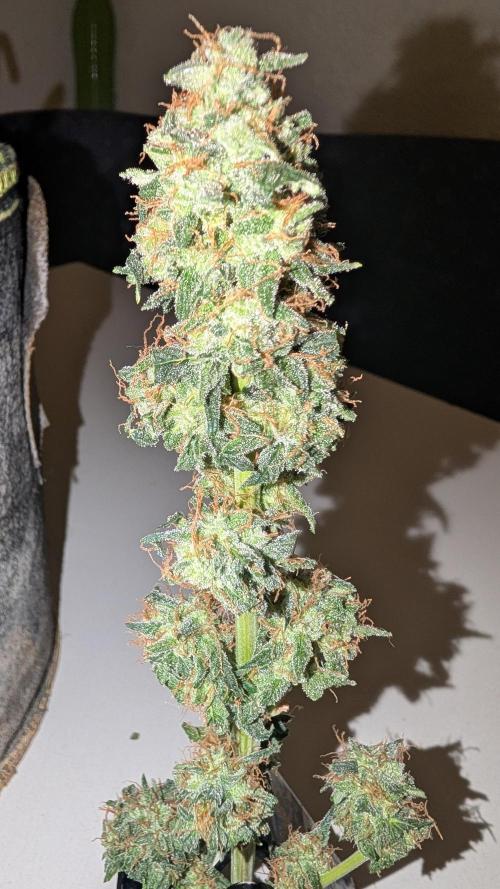 Gigabrain Auto / Anesia Seeds. Week 13