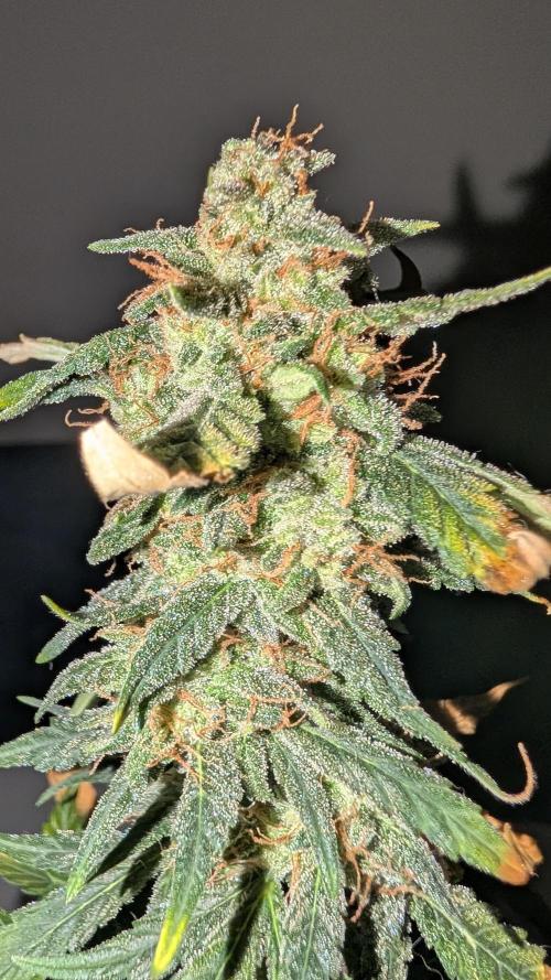 Gigabrain Auto / Anesia Seeds. Week 13