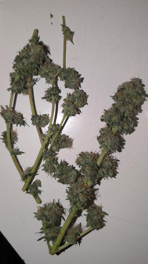 Gigabrain Auto / Anesia Seeds. Week 13