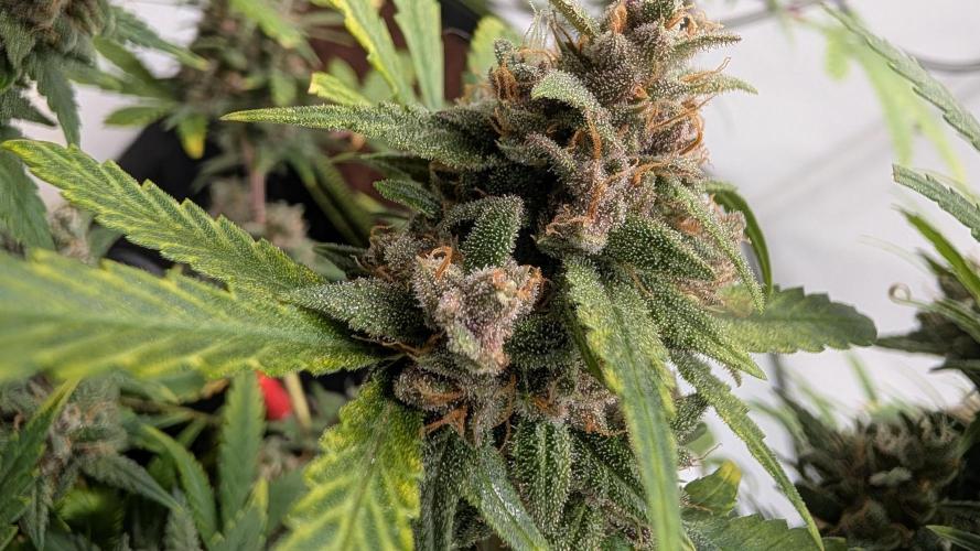 RED GORILLA 🦍 Girl XL Auto. Week 11