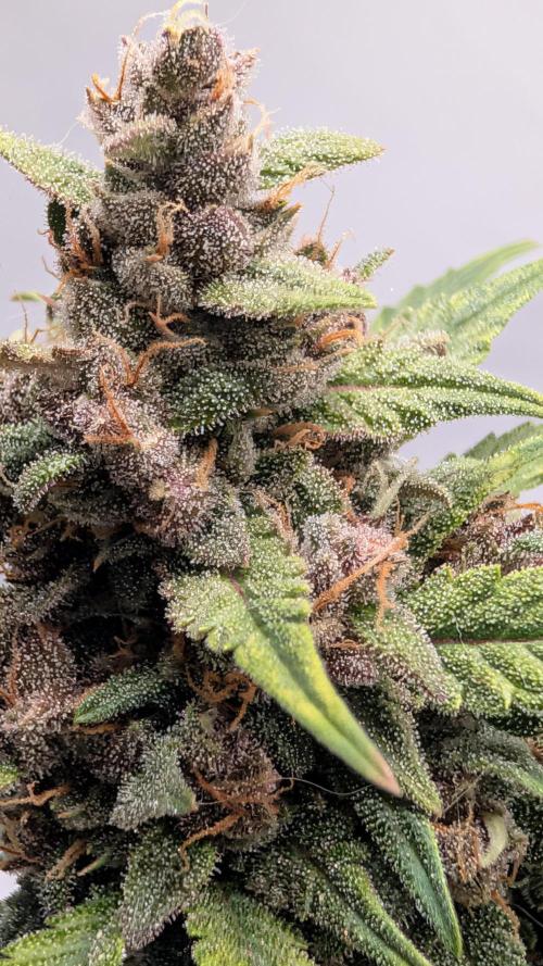 RED GORILLA 🦍 Girl XL Auto. Week 11