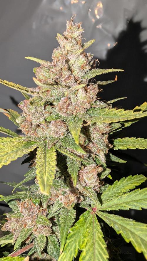 RED GORILLA 🦍 Girl XL Auto. Week 11