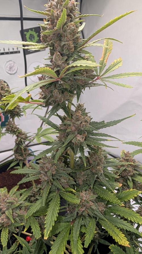 RED GORILLA 🦍 Girl XL Auto. Week 11
