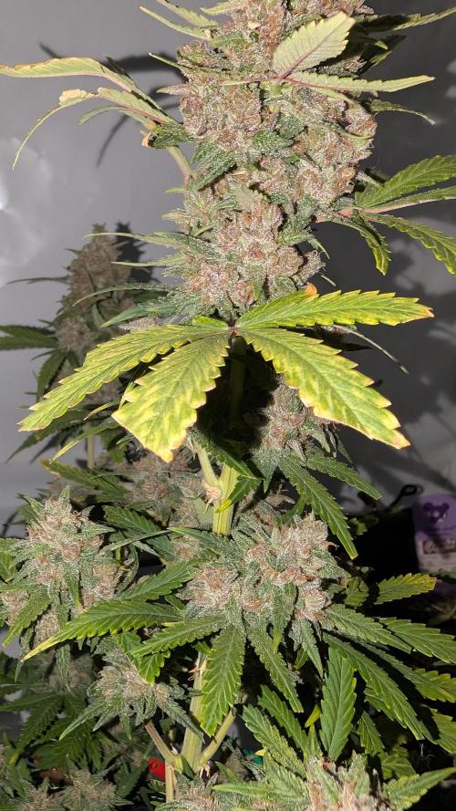 RED GORILLA 🦍 Girl XL Auto. Week 11
