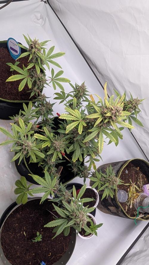 RED GORILLA 🦍 Girl XL Auto. Week 11