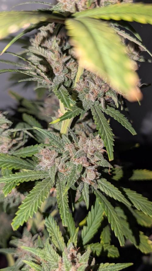 RED GORILLA 🦍 Girl XL Auto. Week 11