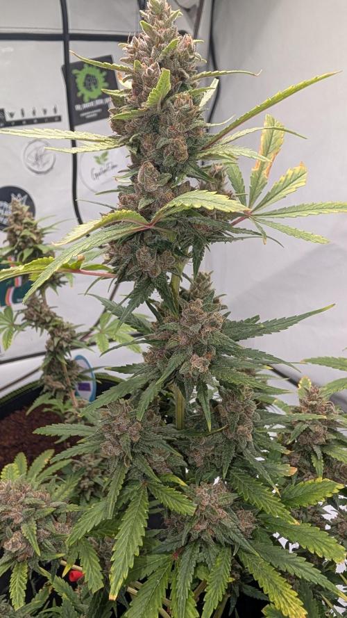 RED GORILLA 🦍 Girl XL Auto. Week 11