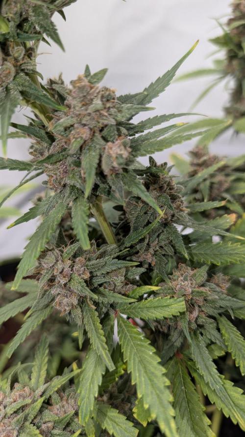 RED GORILLA 🦍 Girl XL Auto. Week 11
