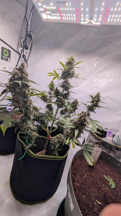 RED GORILLA 🦍 Girl XL Auto. Week 11